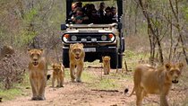 12 Day Safari Cape Town to Johannesburg