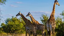4 Day Garden Route Safari from Port Elizabeth