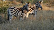 1 Day Safari Isimangaliso - Boat Cruise & Game Drive Fr Durban 
