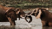 From Cape Town 2 Day Safari at Garden Route Game Lodge