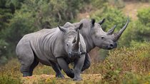 2 Day Safari Tour From Cape Town: Botlierskop & Buffelsdrift