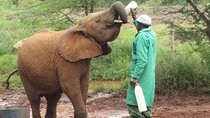 Nairobi National Park, Elephant Orphanage and Giraffe Centre Tour
