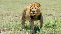 6 Days Uganda: Lake Mburo NP Queen Elizabeth NP & Murchison Falls