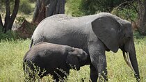 3 Days Ngorongoro, Manyara, Tarangire Group + Airport pick up