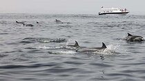 Muscat Dolphin Watching Boat Trip with Snacks 