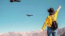 Full Day Tour Mirador DE los Condores EN Chonta from Cusco