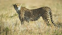 Explore Nairobi National Park with 4WD Transportation