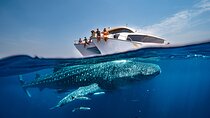 Discover the Whale Sharks of Qatar Daily Explorer