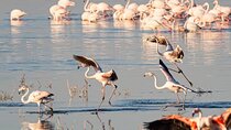 Lake Nakuru day trip from Nairobi