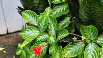 Gardens and Nature Chauffeur Adventures St. Lucia