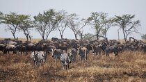 5 Days Serengeti, Ngorongoro, Tarangire, Manyara + Airport Pickup