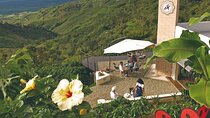Coffee Farm Experience at Hacienda San Alberto from Salento