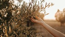 Crete: Local Wine Tasting & Visit to the Ancient Olive Tree