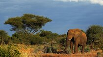 2 Days Tala Game Reserve Natal Lion Park & Drakensberg fro Durban