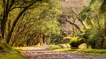 Full-Day Furnas Tour: Hot Springs, Traditional Lunch & Tea