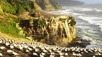 12 Day New Zealand Private Tour from Auckland to Queenstown