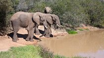 Full Day Big Five Safari Tour Inside Kruger National Park.
