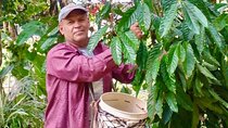 Full Day of Coffee Treats in Panama City