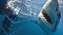 Cape town Tour Hermanus Shark Cage Diving