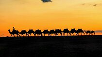 Camel Tours in the Agafay Desert with Dinner Show