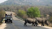 Tala Game Reserve Natal Lion Park & Phezulu Safari from Durban