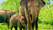 Minneriya National Park Private Tour