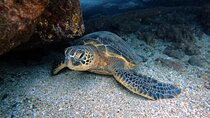 Certified Divers! Scuba dive the Ka'anapali Coast and more!
