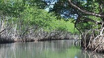 Damas Island Mangrove Tour Boat or Kayak Adventure