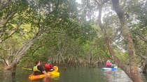 Raby Bay Wildlife Kayak Tour