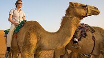 Camel Trekking and Morning Safari with Sand Boarding