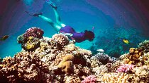 Day Trip : Ras Mohamed & White Island Snorkeling Adventure 