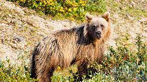 Explore Banff + Wildlife