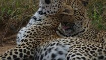 Kruger National Park Morning Safari Experience (Minimum 2 Peope)