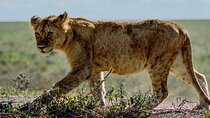 From Arusha: 5 Day Cats, Calves & Crater Safari, Ngorongoro