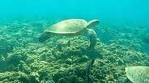 Muscat: Daymaniyat Island Snorkeling Trip with Lunch 