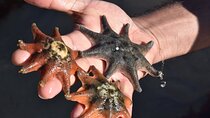 Melbourne: Private Wilson Promontory National Park Day Tours