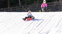 Play with Snow Crab Buffet Lunch and Strawberry Picking Bus Tour