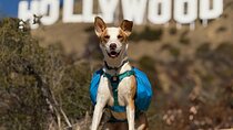 Hollywood Sign Tour with Comedians & Their Dogs + Sunsets