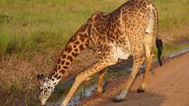 7 Days Serengeti Ngorongoro Kilimanjaro, Tribes + Airport Pickup