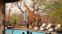3 Day African Rock Lodge Safari in Kruger National Park 