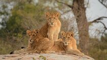 Kruger National Park and Panorama Route Explorer