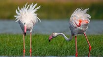 Bundala National Park Safari (PRIVATE TOURS)- Morning & Afternoon
