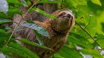 All Inclusive National Park Manuel Antonio with Binoculars