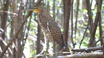 Guided Bird Watching Private Tour in Rio Lagartos from Tulum