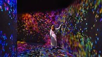 Private Abu Dhabi City Tour with TeamLab Phenomena Abu Dhabi