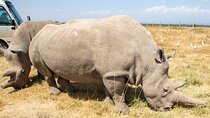 Nairobi to Ol Pejeta Conservancy Lancruiser 3 Day Tour Experience