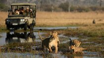 Safari Game Drive in Chobe National park