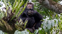4-Day Rwanda Gorilla trek, Chimp & Lake Kivu exploration