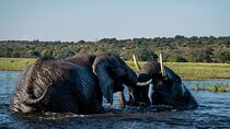 Boat Cruise in the Chobe National Park