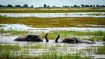  Chobe 1 Day Trip from Kasane